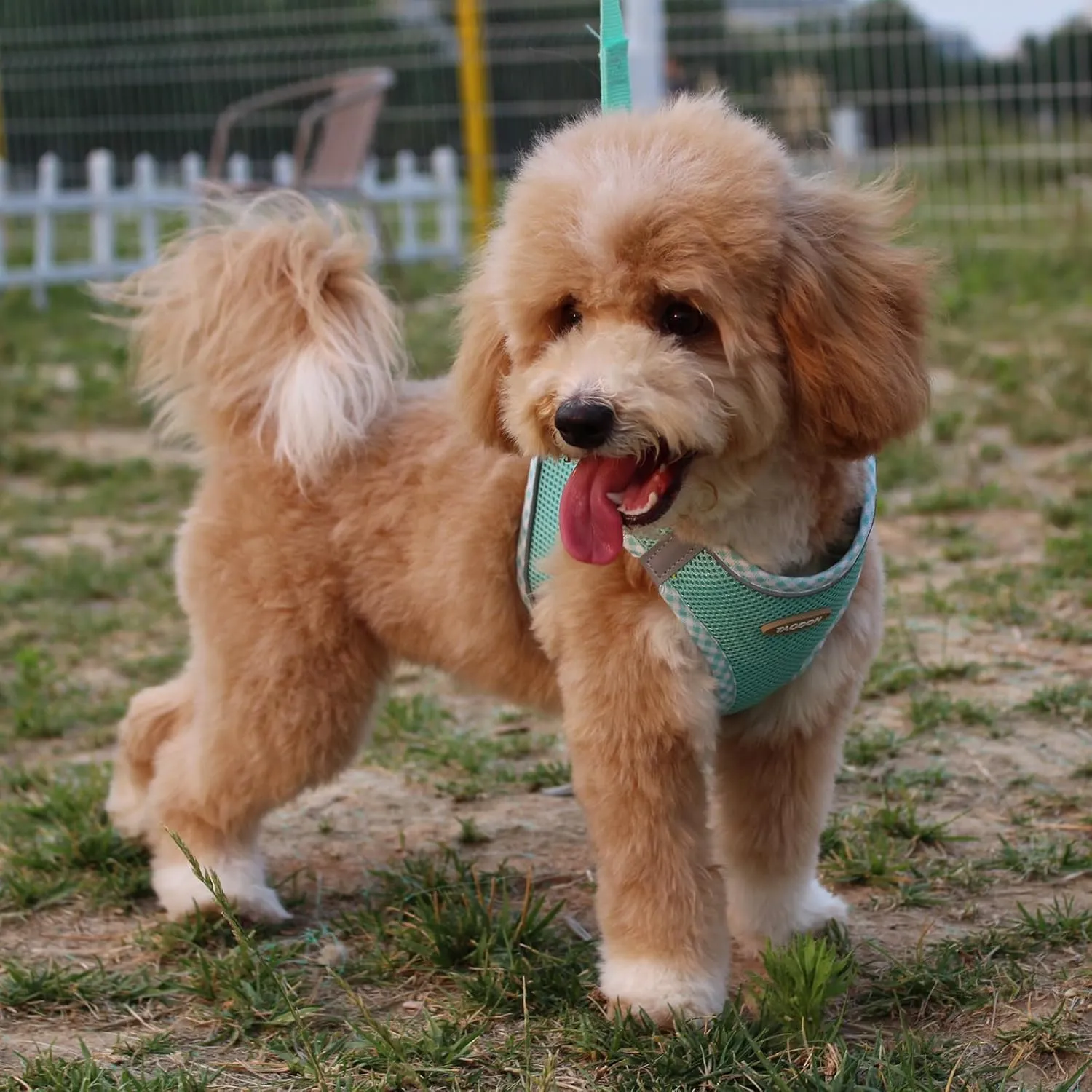 Dog Harness and Leash Set, Mesh Male and Female Extra Small Dogs Vest Collars, Adjustable No-Pull Pet Cat Chest Harnesses with Leashes, Medium Running Gear for Large Puppies, S Size Green