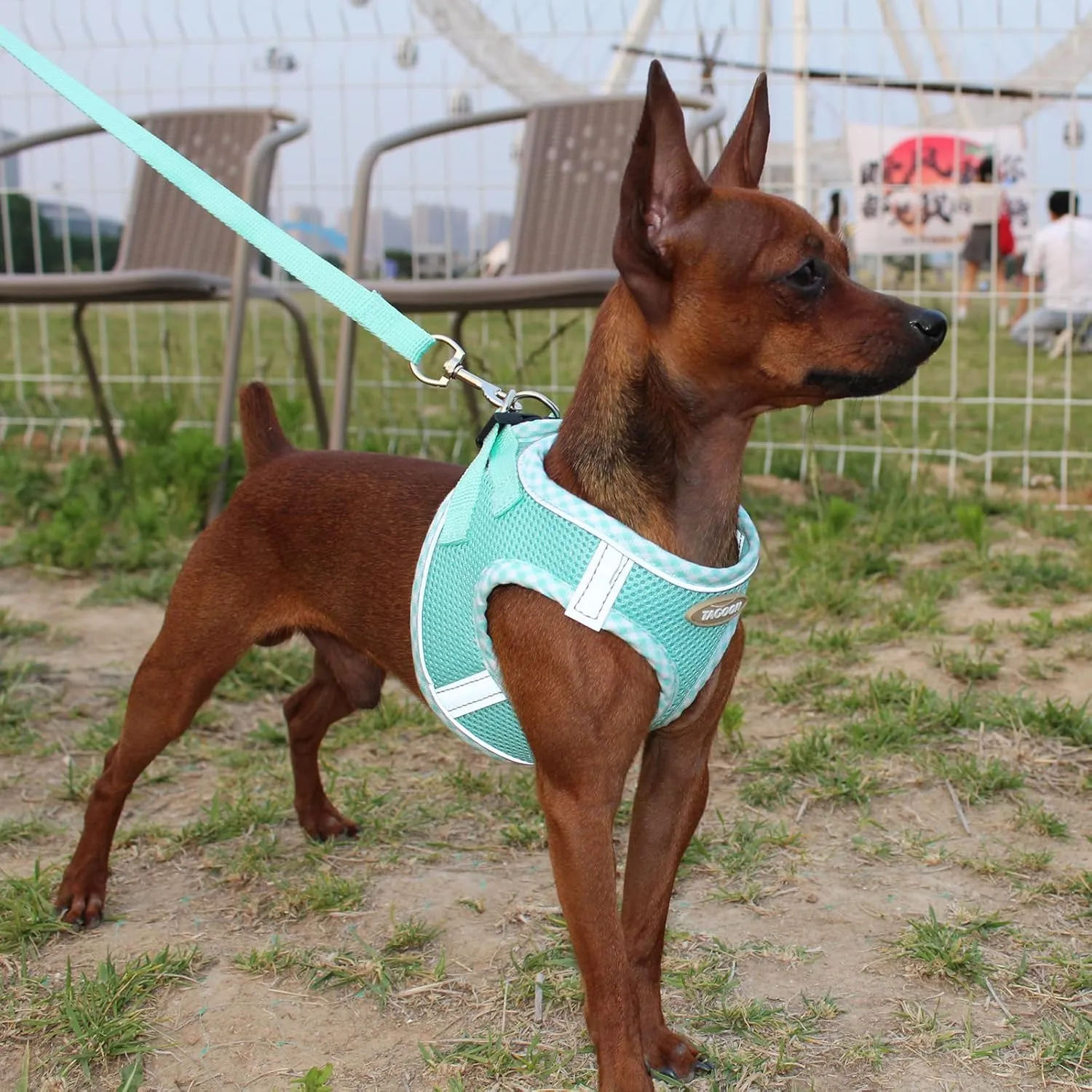 Dog Harness and Leash Set, Mesh Male and Female Extra Small Dogs Vest Collars, Adjustable No-Pull Pet Cat Chest Harnesses with Leashes, Medium Running Gear for Large Puppies, S Size Green