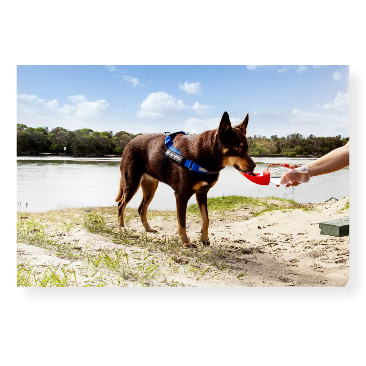 EzyDog Leaf Dog Water Bottle 600ml