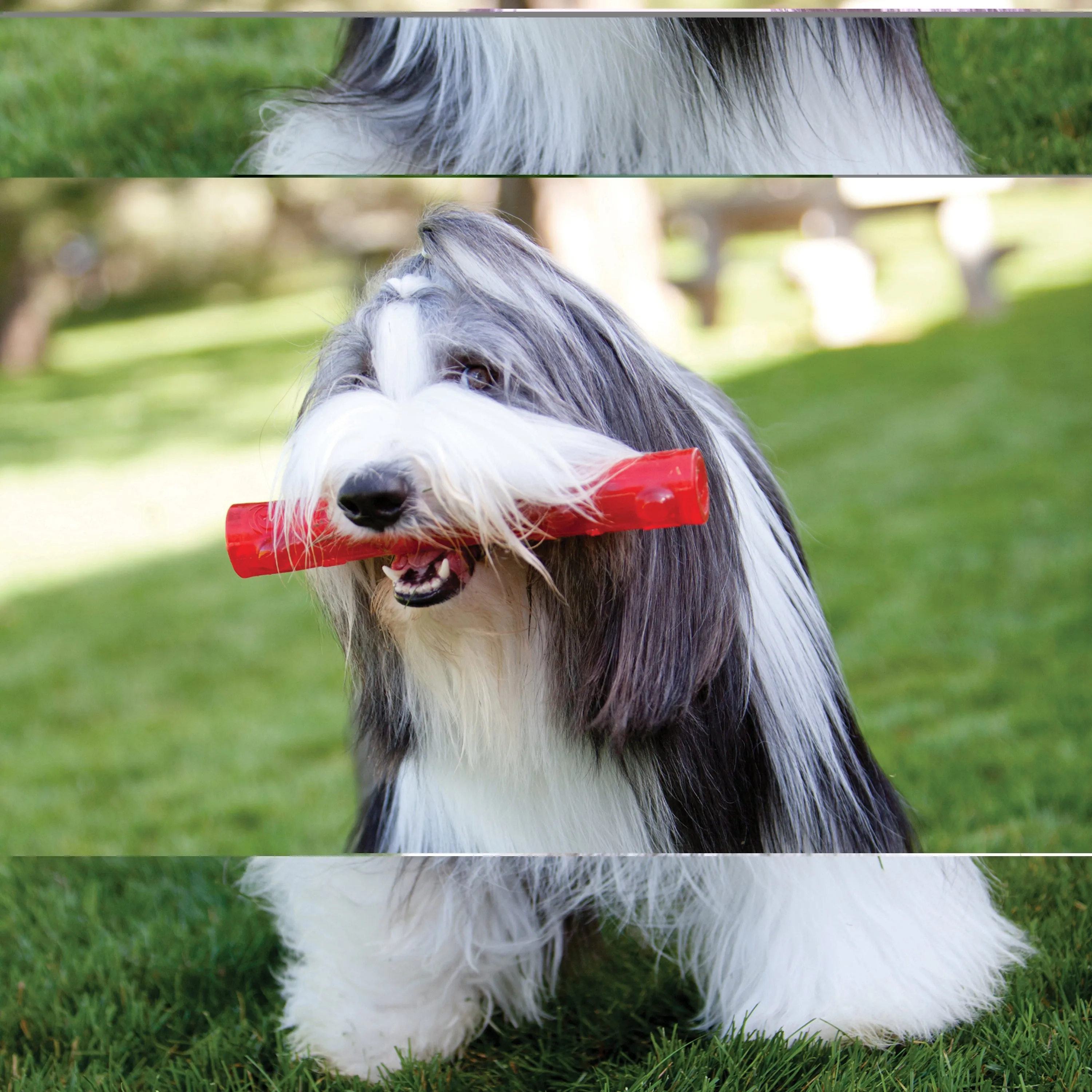KONG Squeaky Squeezz Stick Dog Toy for Medium Dogs - Assorted Colours