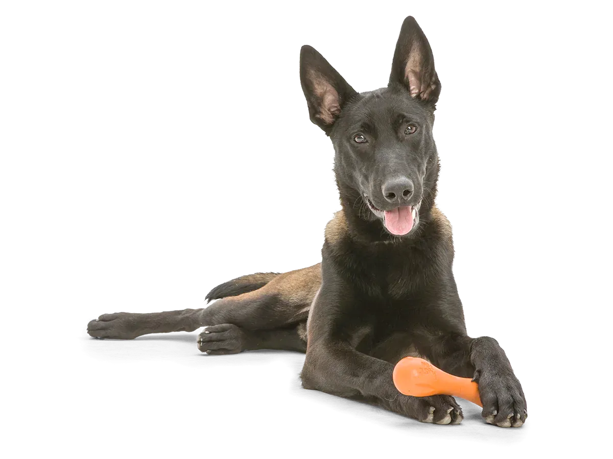 Toss and Fetch Dog toy, Zogoflex Hurley [Holiday version]