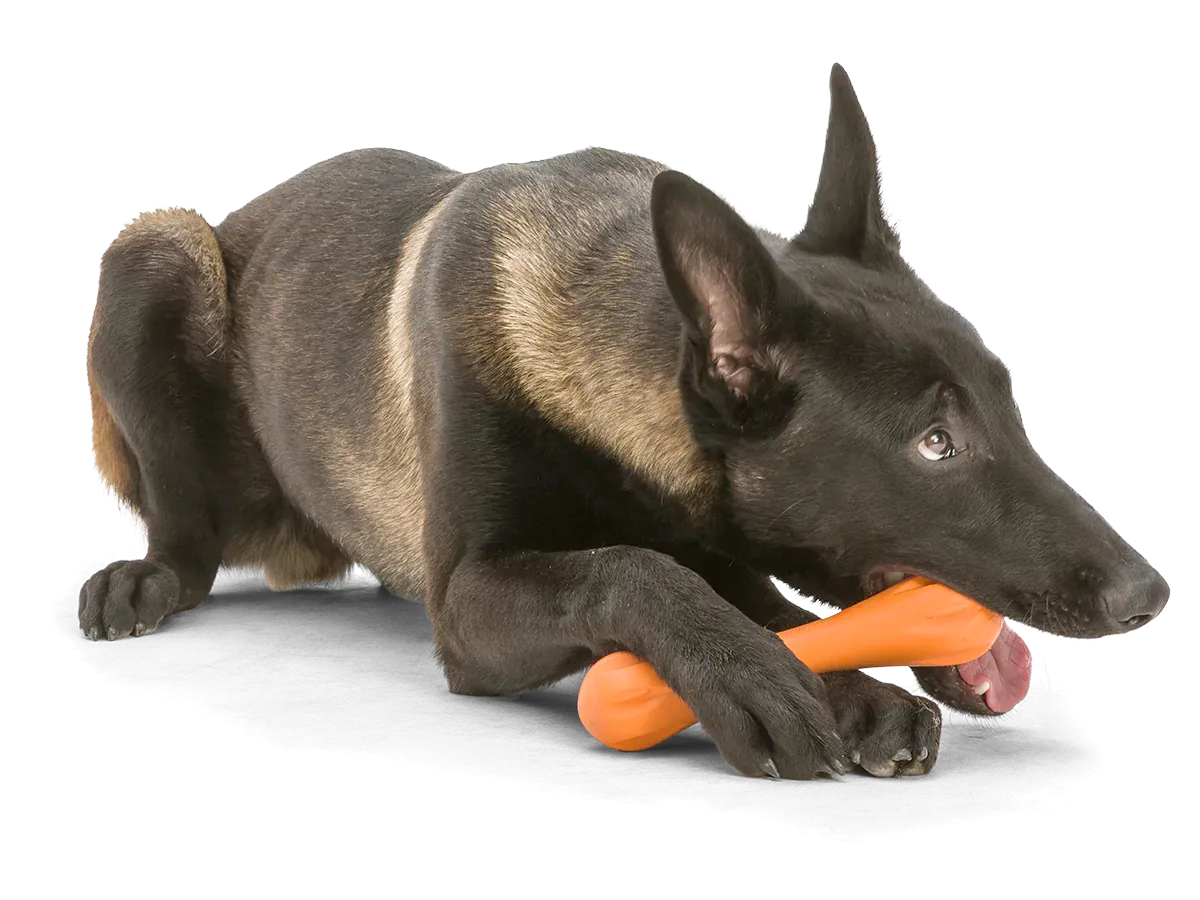 Toss and Fetch Dog toy, Zogoflex Hurley [Holiday version]
