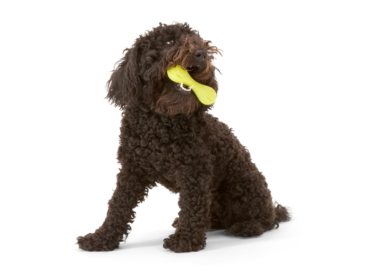 Toss and Fetch Dog toy, Zogoflex Hurley [Holiday version]
